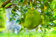 Closeup view of green jackfruit fruit hanging from a branch of jackfruit tree in summer season