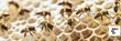 World bee day banner with text WORLD BEE DAY closeup of honeycomb.