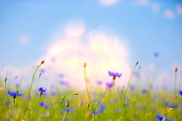 Wall Mural - A cornflower field under the blue skies. Natural natural background.