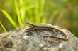 © Tomas Vynikal - Podarcis muralis common wall lizard close-up European stone on sand reptile detail grass steppe and stones motion mighty rare on rock searching prey, wild endangered species small Europe