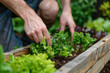 Gardening man planting organic lettuce and herbs