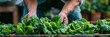 Gardening man planting organic lettuce and herbs, banner
