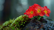 HD Background of red flowers with moss on a stone