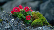 HD Background of red flowers with moss on a stone