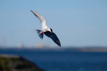 Common Tern In Flight Over Water With Wings Spread 