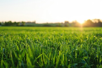 Poster - A field of green grass under a bright sun in the background, A field of grass stretching as far as the eye can see, creating a peaceful landscape