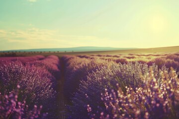 Poster - Lavender flowers fill the field under the suns rays, A field of lavender stretching into the horizon