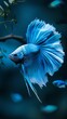 © VISUAL BACKGROUND - A blue betta fish swimming in the water. Generative AI.