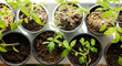 tomato seedlings growing in planting pots on window sill at home. top view