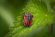 striped shield bug (Graphosoma italicum), Belgium
