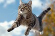 Cat flying and falling in the nature