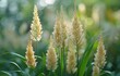 Spikelets of grass on a green background