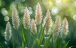 Spikelets of grass on a green background