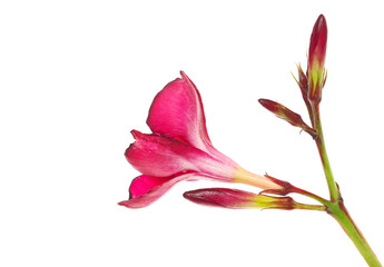 Wall Mural - Nerium, oleander or rosebay with pink flowers isolated on white background, clipping
