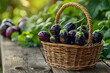 Harvesting Ripe Eggplants in a Wicker Basket,
A basket of eggplant is shown in a garden

