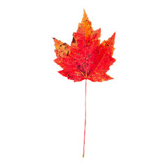 colorful autumn foliage sugar maple leaves red yellow orange and green isolated on white background.