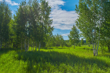 Wall Mural - Summer meadow landscape with green grass and wild flowers on the background of a forest.