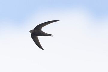 common swift Apus apus in flight 