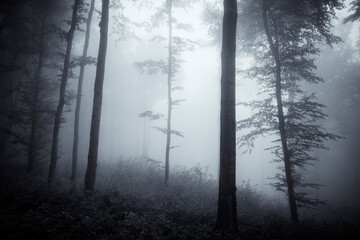 Wall Mural - dark fantasy mysterious woods landscape in fog