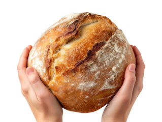 Hands holding delicious Pain de Campagne (France) cut out transparent isolated on white background ,PNG file ,artwork graphic design.