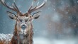 Majestic Red Deer Stag in a Snowy Winter Landscape, Close-Up with Falling Snowflakes