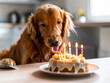A dog blowing out candles on a cake.