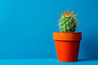 A cactus in a pot against a blue background.