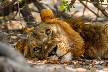 Sticker - A lion laying on the ground in the shade, relaxing in its natural habitat, A majestic lion resting in the shade