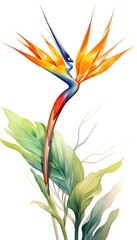 Wall Mural - Bird of Paradise