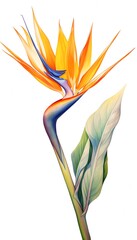 Sticker - Bird of Paradise