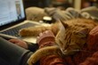 © Iftikhar alam - A cat peacefully resting on a persons lap while they work on a laptop in the background, A pet sleeping on a person's lap while they work on a computer