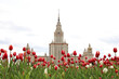View of main building of Moscow State University through red tulips, education in Russia