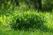 Effective Crabgrass Removal Techniques for Maintaining a Beautiful Lawn Homeowner's Guide to Lawn