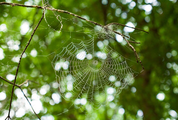 spider web with dew