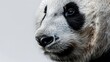 Closeup of giant panda bear isolated on white background. Generative Ai