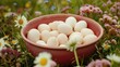 Free range farm pink bowl of organic white leghorn egg