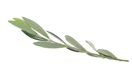 Canvas Print - Olive tree, twigs with fresh green leaves flying isolated on white, clipping
