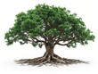 © VISUAL BACKGROUND - A large tree with roots on a white background.