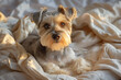 © Nautilus One - Pequeño perro Yorkshire Terrier tumbado en una manta blanca al atardecer.