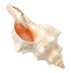 sea shell isolated on white background