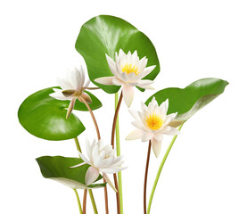 Sticker - Beautiful lotus flowers with long stems isolated on white