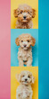 Vertical set of toy poodle dog portraits in different colors frames. Three puppy are sitting in front of a yellow, blue and pink background.