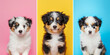 Three puppy are sitting in front of a yellow, blue and pink background. Set of Berner Sennenhund portraits in different colors frames..
