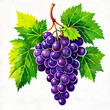 A bunch of purple grapes hanging from a vine, with green leaves surrounding them.