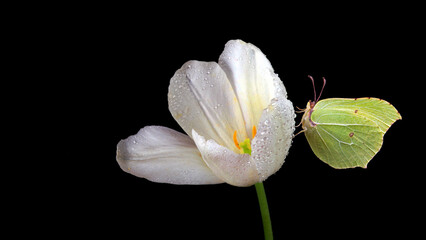 Aufkleber - bright yellow butterfly on white tulip flower in dew drops isolated on black. brimstones butterfly. 