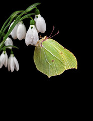 Aufkleber - bright yellow butterfly on white snowdrop flowers in water drops isolated on black