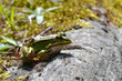 Lake or Pool Frog (Pelophylax lessonae), Marsh frog (Pelophylax ridibundus), edible frog (Pelophylax esculentus) on the edge of the pond. Cute green frog resting on the shore of the pond