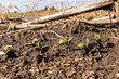 Cotyledons of soybean plants emerging in actual farm conditions in a field of corn stubble.