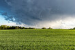 A field of winter wheat in the spring with a dark storm cloud. 