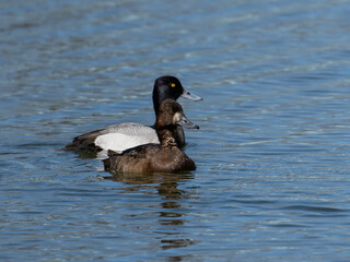 Wall Mural - Male and Female Lesser Scaups swimming in the pond